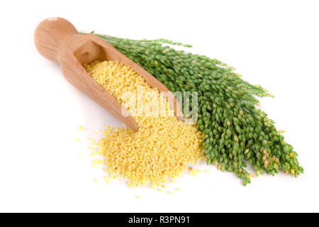 Millet dans scoop en bois avec des épillets vert isolé sur fond blanc Banque D'Images