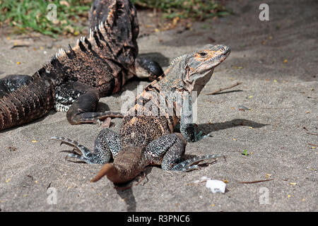 Un Ctenasaur soleil iguane lui-même sur la plage Matapalo, Guanacaste, Costa Rica Banque D'Images