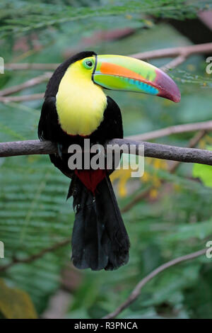 Keel-Billed ou Toucan Toucan Bec Arc-en-ciel Le Costa Rica Banque D'Images