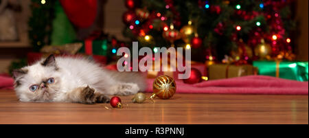 Mignon chaton Persan Colourpoint se trouve en face d'un arbre de Noël avec des ornements à billes - banner Banque D'Images