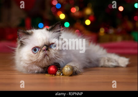 Chaton Persan Colourpoint drôle se trouve en face d'un arbre de Noël avec deux ornements à billes Banque D'Images