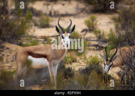 L'Afrique du Sud, l''Aquila Private Game Reserve, Antidorcas marsupialis, Springboks Banque D'Images