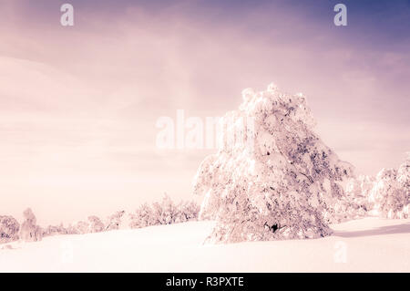 Allemagne, Bade-Wurtemberg, Schliffkopf, paysage d'hiver en Forêt-Noire Banque D'Images