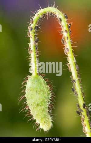 Poppy bud plein de poux Banque D'Images