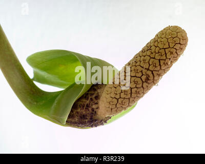 Fleur de la plante d'aroid Palm ou Arum Fern (Zamioculcas zamiifolia) Banque D'Images