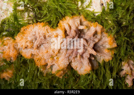 Croûte ridée de champignons, Phlebia radiata, poussant sur le bois mort dans la New Forest dans le Hampshire England UK GO Banque D'Images