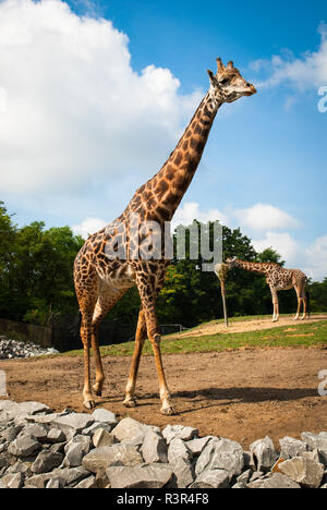 Une girafe de Masai, également connu sous le nom de la Kilimandjaro girafe, au Pittsburgh Zoo & PPG Aquarium, Pittsburgh, Pennsylvanie, USA Banque D'Images