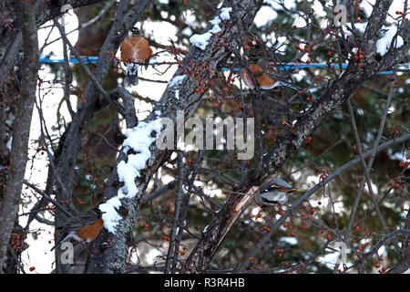 Les merles d'Amérique (Turdus migratorius) et Jaseur boréal (Bombycilla garrulus) pommettes manger, Bar Harbor, Maine Banque D'Images