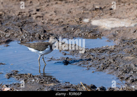 Chevalier grivelé (Actitis hypoleucos commun) au Kenya, l'Afrique Banque D'Images