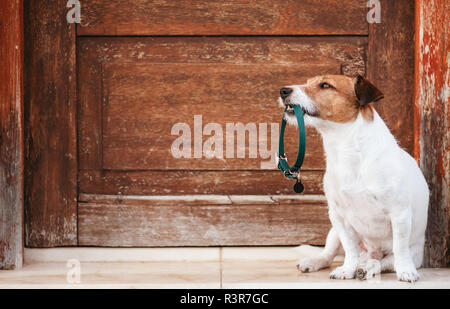 La tenue en bouche doggy Dog Collar with tag assis devant la porte en bois miteux veut aller chercher à pied Banque D'Images