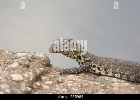 L'eau, nile monitor lizzard, Varanus niloticus Banque D'Images