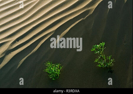 Canada, Saskatchewan, Great Sand Hills. Les ondulations des dunes de sable et les plantes. Banque D'Images