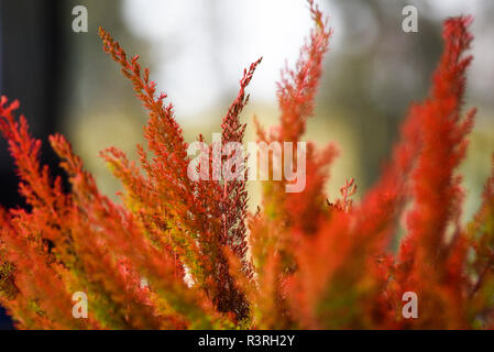 Bruyères, rouge d'automne paysage d'automne. Banque D'Images