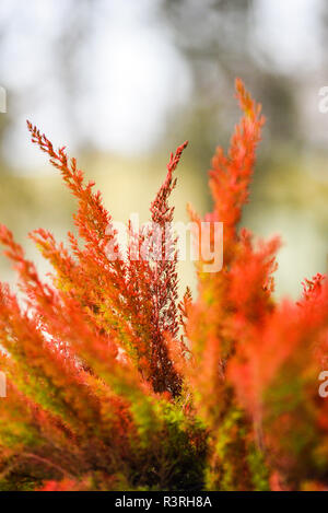 Bruyères, rouge d'automne paysage d'automne. Banque D'Images