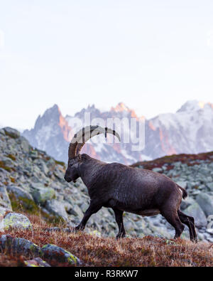 Carpa Alpine Ibex (chèvre sauvage) dans le Rhône Alpes. Monte Bianco avec Mont Blanc sur l'arrière-plan. Vallon de Berard Nature Preserve Banque D'Images