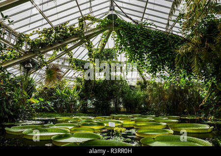 Les touristes se rendant sur la maison de verre et le santa cruz nénuphars dans le Jardin Botanique National de Meise, Flandre orientale, Belgique Banque D'Images