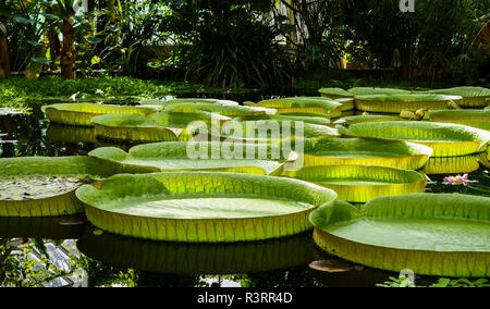 Les touristes se rendant sur la maison de verre et le santa cruz nénuphars dans le Jardin Botanique National de Meise, Flandre orientale, Belgique Banque D'Images