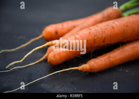 Carottes biologiques fraîchement récolté du potager sur un fond sombre, Close up, très étroite, de discussion, la profondeur de champ Banque D'Images