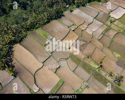 L'INDONÉSIE, Bali, Ubud, vue aérienne de champs de riz Banque D'Images