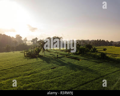 L'INDONÉSIE, Bali, Ubud, vue aérienne de champs de riz Banque D'Images