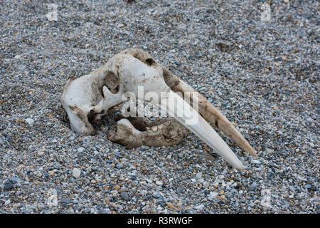 La Norvège, Svalbard, Nordaustlandet-Svalbard Torrellneset, réserve naturelle. Un crâne de morse (Odobenus rosmarus rosmarus) Banque D'Images