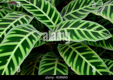 Plante verte rayée de Calathea, ou plante de zèbre avec des motifs de feuilles uniques dans les Andes de Colombie, en Amérique du Sud Banque D'Images