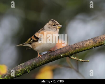 Pinson du Nord, Fringilla montifringilla, seule femelle sur Branch, dans le Warwickshire, Novembre 2018 Banque D'Images