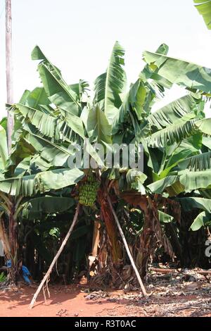 Plantation de bananes Banque D'Images