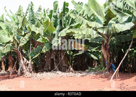 Plantation de bananes Banque D'Images