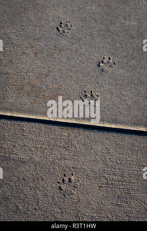 Un animal comme un coyote ou un chien a traversé le ciment mouillé et its​ les voies de gauche dans le trottoir en béton, Castle Rock Colorado nous. Banque D'Images