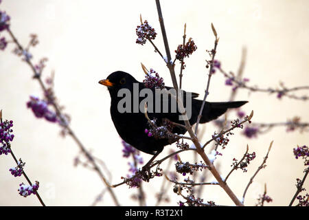 Blackbird dans la neige sur liebesperlen bush Banque D'Images