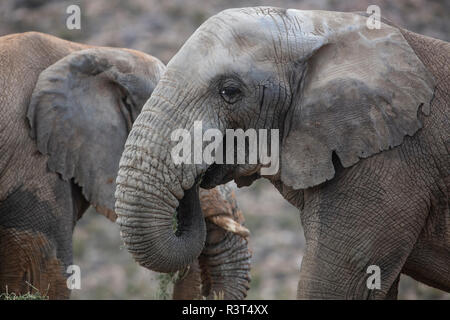 L'Afrique du Sud, l''Aquila Private Game Reserve, l'éléphant, Loxodonta Africana Banque D'Images