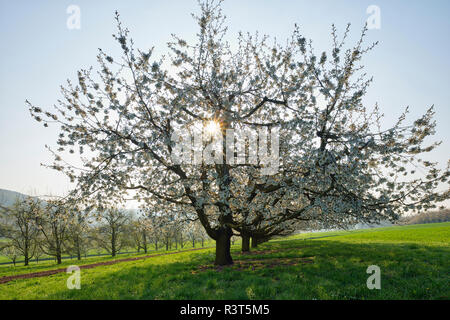 La Suisse, blossoming cherry trees sur un pré à rétro-éclairage Banque D'Images