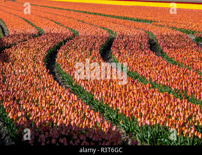 Pays-bas, Kop van Noord-Holland, champs de tulipes en Hollande Banque D'Images