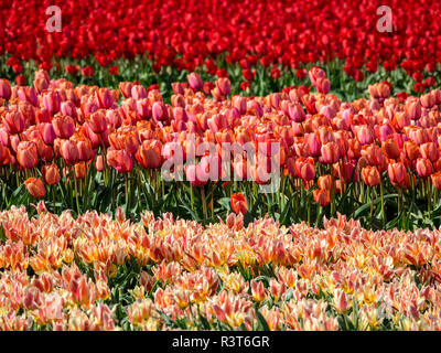 Pays-bas, Kop van Noord-Holland, champs de tulipes en Hollande Banque D'Images