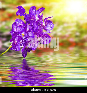 Orchidée fleur violet sur l'eau en cascade avec la nature de fond flou coloré Banque D'Images