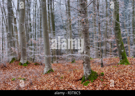 Gelée blanche à forêt de hêtres Banque D'Images