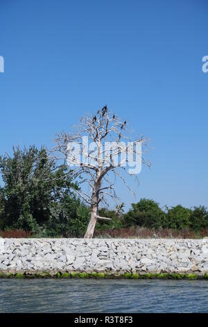 Arbre mort sur la berge du canal Banque D'Images