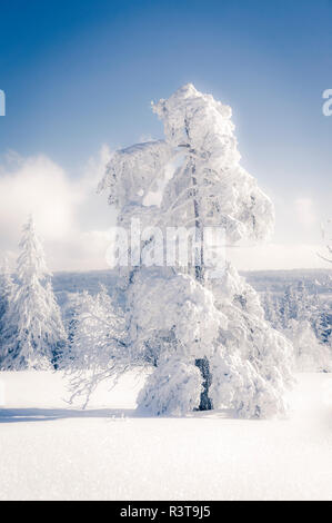 Allemagne, Bade-Wurtemberg, Schliffkopf, snow-covered tree à Forêt Noire Banque D'Images