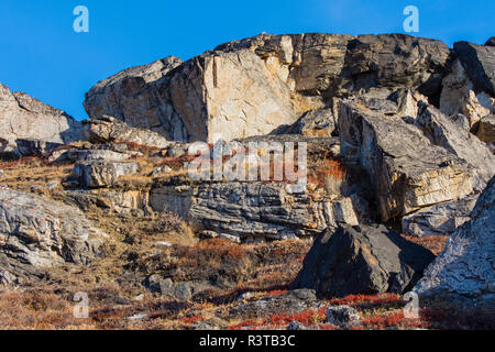 Le Groenland. Scoresby Sund. Gasefjord. Gasegletscher. Les rochers et la flore. Banque D'Images