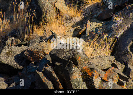 Le Groenland. Scoresby Sund. Gasefjord. Gasegletscher. Sizerin flammé (Acanthis flammea) reposant sur un rocher. Banque D'Images