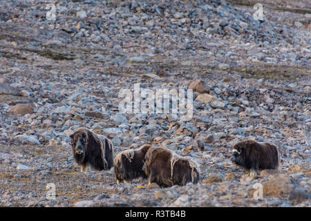 Le Groenland. Kong Oscar Fjord. Baie de rêve. Troupeau de bœufs musqués. Banque D'Images