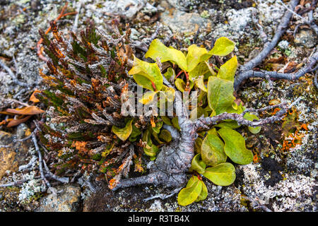 Le Groenland. Kong Oscar Fjord. Baie de rêve. Saule arctique près du sol. Banque D'Images