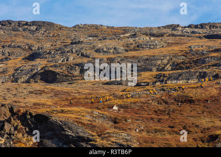 Le Groenland, Scoresby Sund, Gasefjord. Gasegletscher. Les randonneurs sur la colline. Banque D'Images