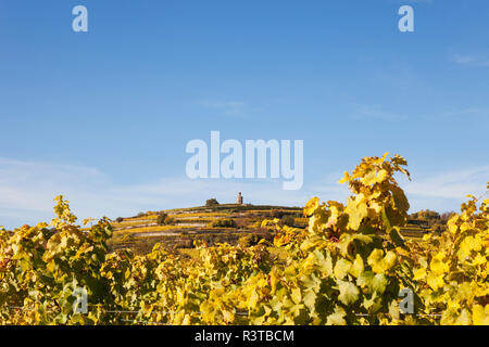 Allemagne, Rhénanie-Palatinat, Pfalz, Route des Vins allemande, Fuchsmantel Flaggenturm sur Hill et de vignobles en couleurs d'automne Banque D'Images