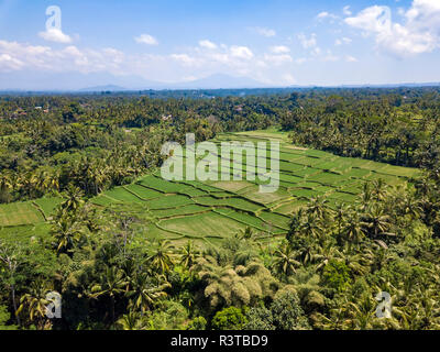 L'INDONÉSIE, Bali, Ubud, vue aérienne de champs de riz Banque D'Images