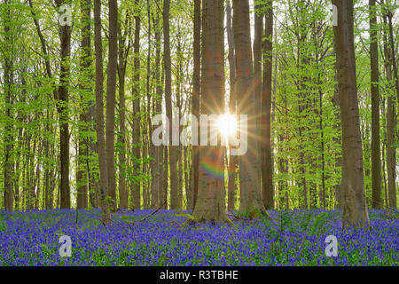 Belgique, Hainaut, Halle, Hallerbos, Bluebell flowers, Hyacinthoides non-scripta, forêt de hêtres au début du printemps Banque D'Images