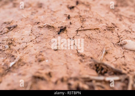 Fourmis dans une rangée à la recherche de nourriture. Banque D'Images