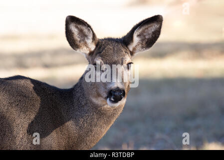 Le cerf mulet, Odocoileus hemionus, Wallowa Valley, Oregon. Banque D'Images