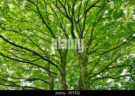 Les branches d'arbres d'érable Banque D'Images